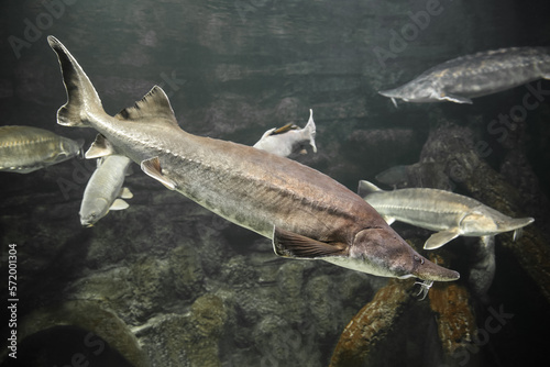  Sturgeon fish (kaluga, beluga) swim at the bottom of the aquarium. Fish underwater. photo