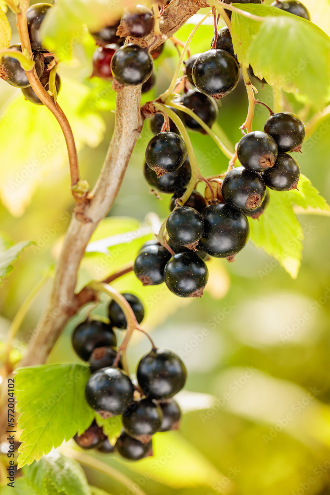 Close-up of ripe black currant on the branch. Close-up of ripe black currant on the branch.