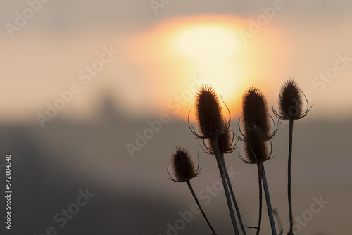 Thistles silhouetted at sunrise on a winter morning  Dundee  Scotland.