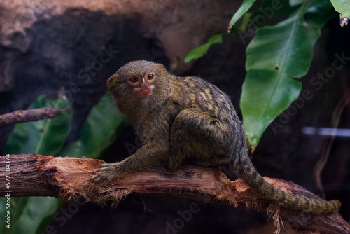Selective focus of pygmy marmoset dangling in its cage. © Rezza