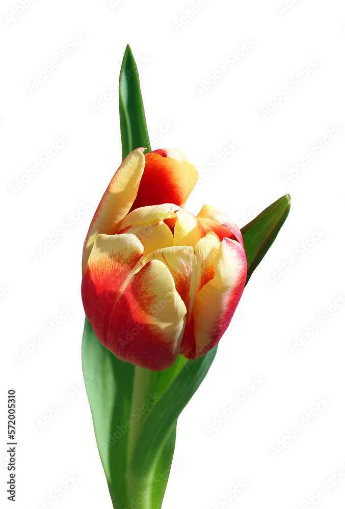Beautiful tulip. PNG isolated on a transparent background. Beautiful tulip. PNG isolated on a transparent background.