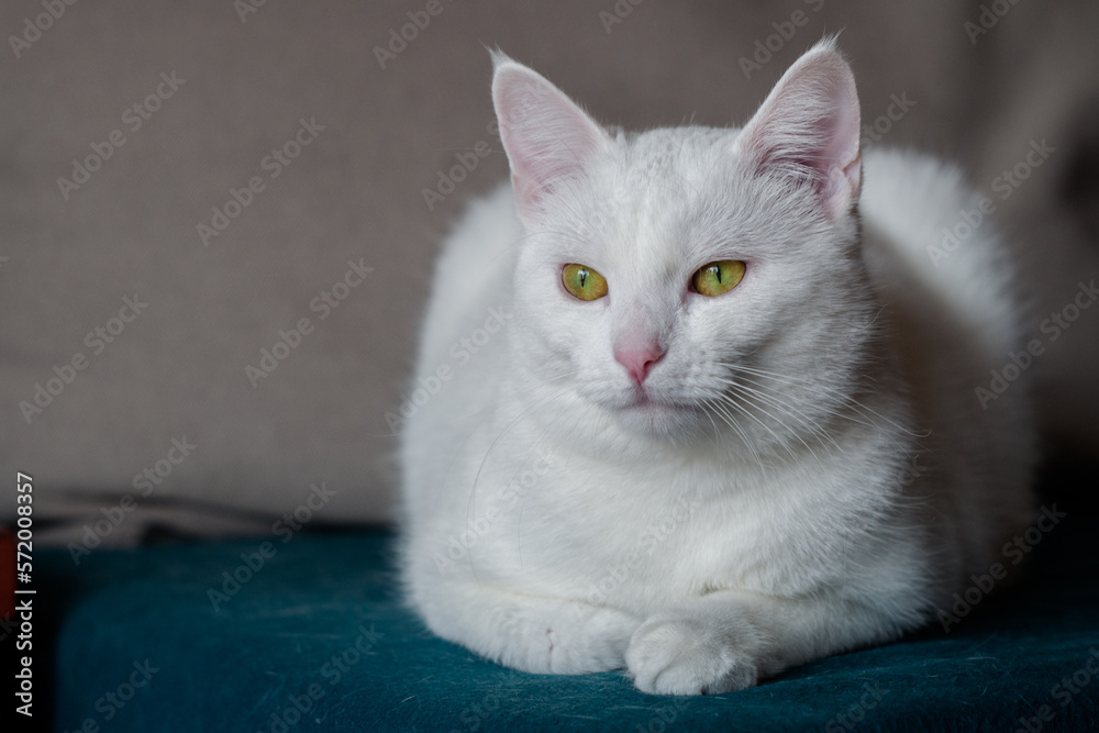 young white cat is lying on the couch. Closeup, blurred background