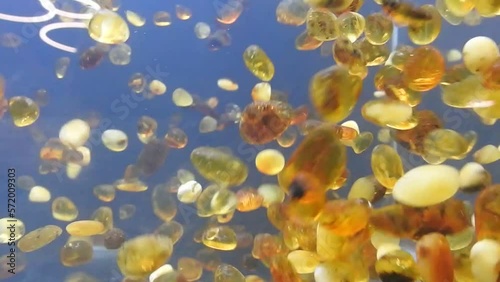 natural baltic amber floating in water