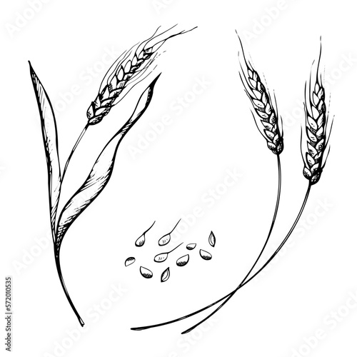 vector hand drawn wheat ears sketch doodle. Bunch of wheat ears, dried whole grains. Cereal harvest, agriculture, organic farming, healthy food symbol. Bakery design element