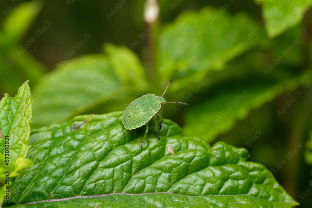 Bug That Looks Like Raspberry Older nymph green shield bug (Palomena prasina) of the family ...