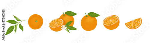 Fresh Orange slices set. Citrus, vitamin c. Vector illustration, isolated on white background photo