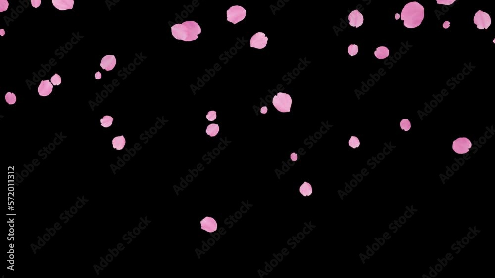 Falling natural pink rose petals for wedding. Black background with isolated flowers. 29,97fps