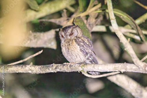Indian scops owl (Otus bakkamoena) at Thattekkad Bird Sanctuary, Kerala, India. photo