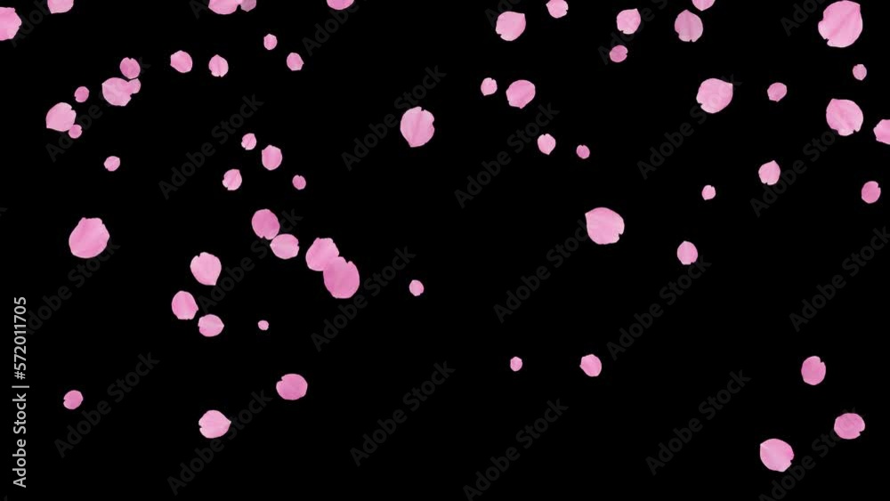 Isolated falling pink cherry blossoms. Spring overlay. Natural flowers. Easter. Black screen. 59,94fps Isolated falling pink cherry blossoms. Spring overlay. Natural flowers. Easter. Black screen. 59,94fps