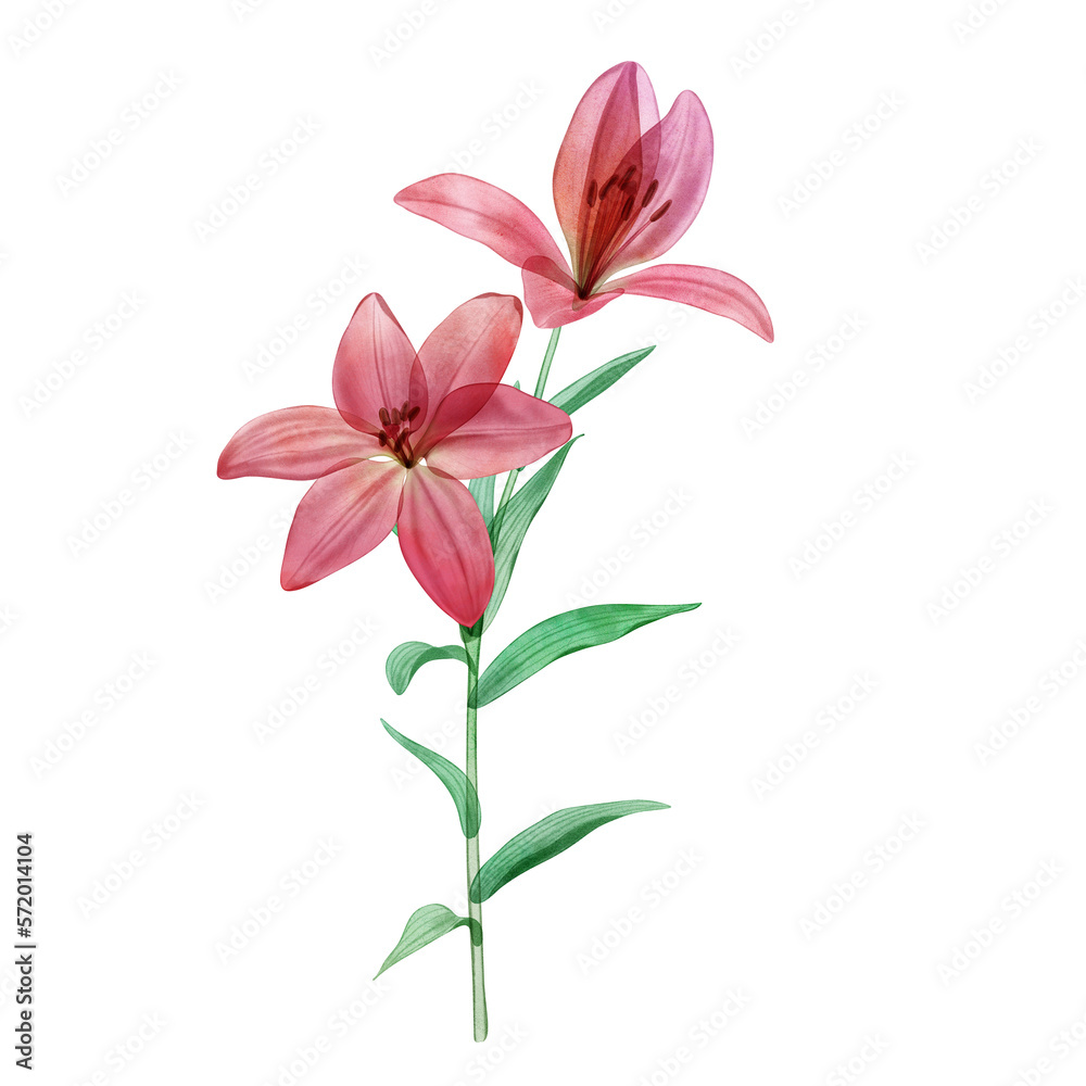 Translucent Lily flower watercolor botanical illustration isolated on white Transparent pink tropical flower
