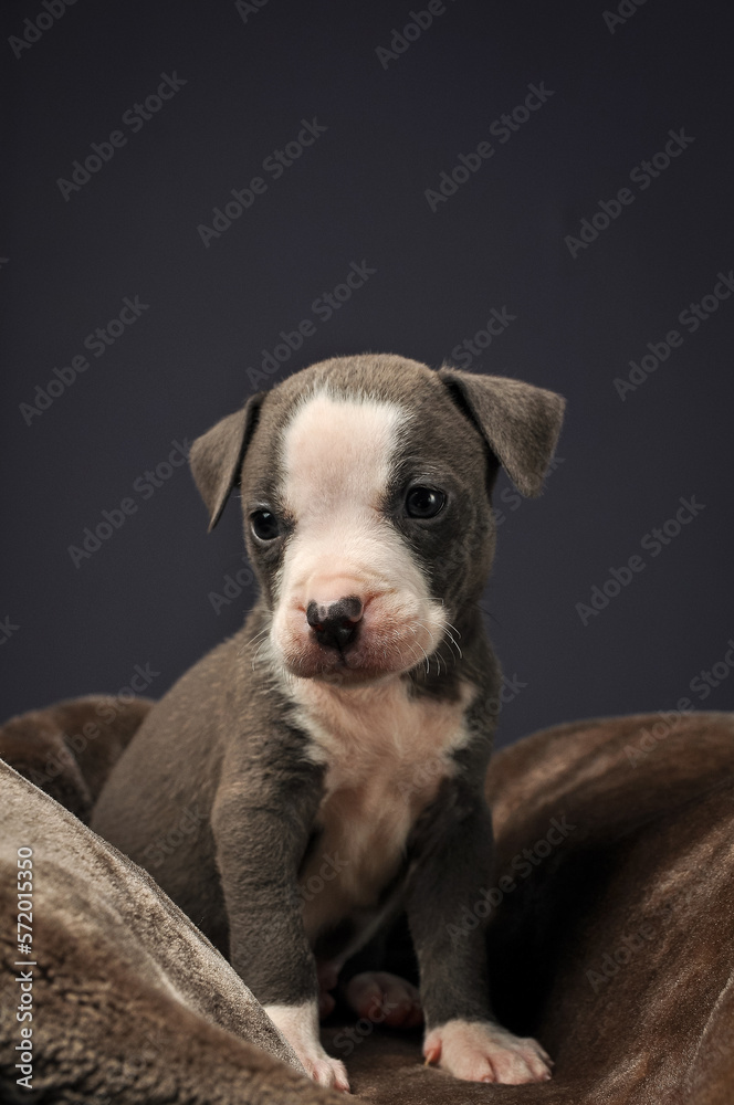 Pit bull puppy, puppy portrait, cute pit bull terrier in studio, merle puppy