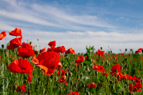 Blooming red Papaveroideae flowers. Floral natural background. Field with beautiful red poppies and blue sky. Wild meadow plant. Blooming summer plants.