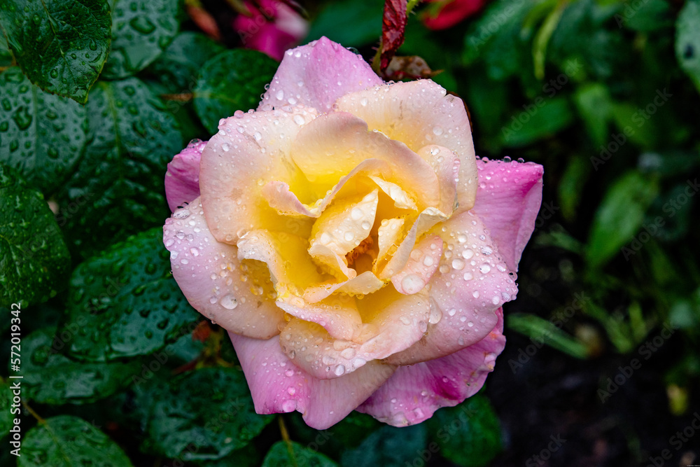 Beautiful Colorful Pink Rose in Bloom at International Rose Test Garden in Portland, OR Beautiful Colorful Pink Rose in Bloom at International Rose Test Garden in Portland, OR