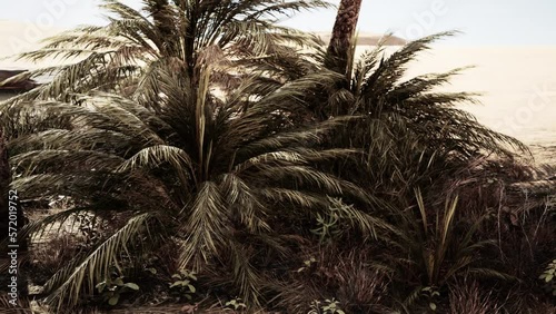 Palm trees in Al Ain oasis photo