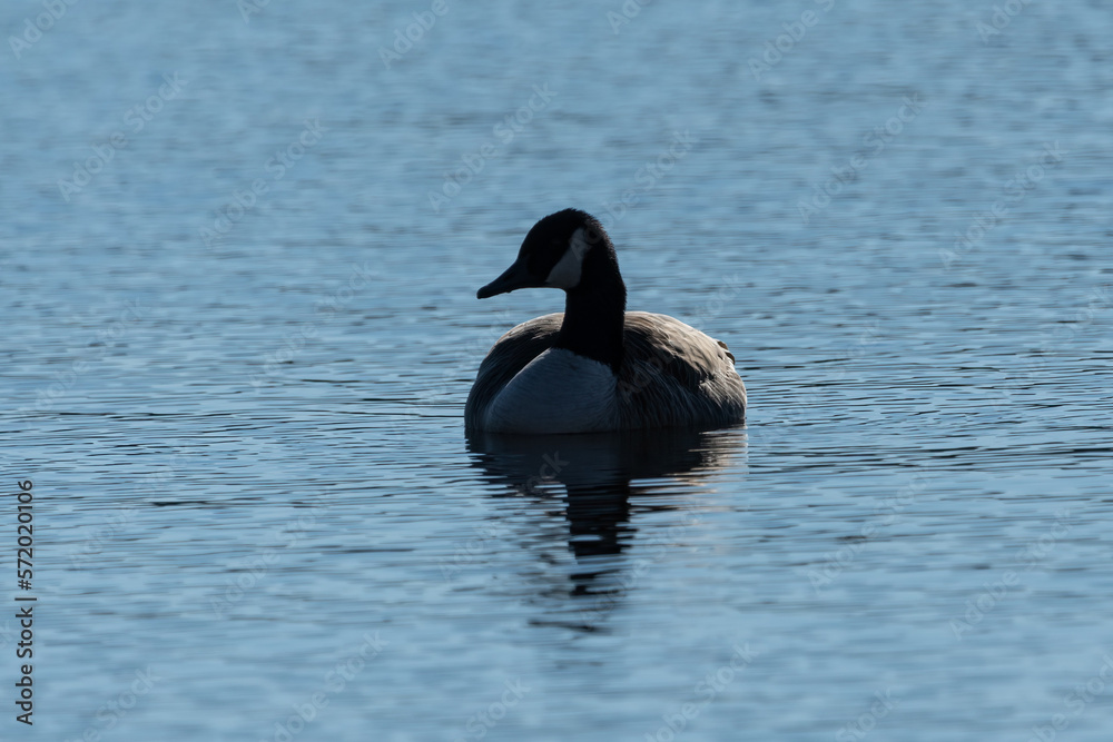 A canada goose floating in the water, silhouetted. A canada goose floating in the water, silhouetted.