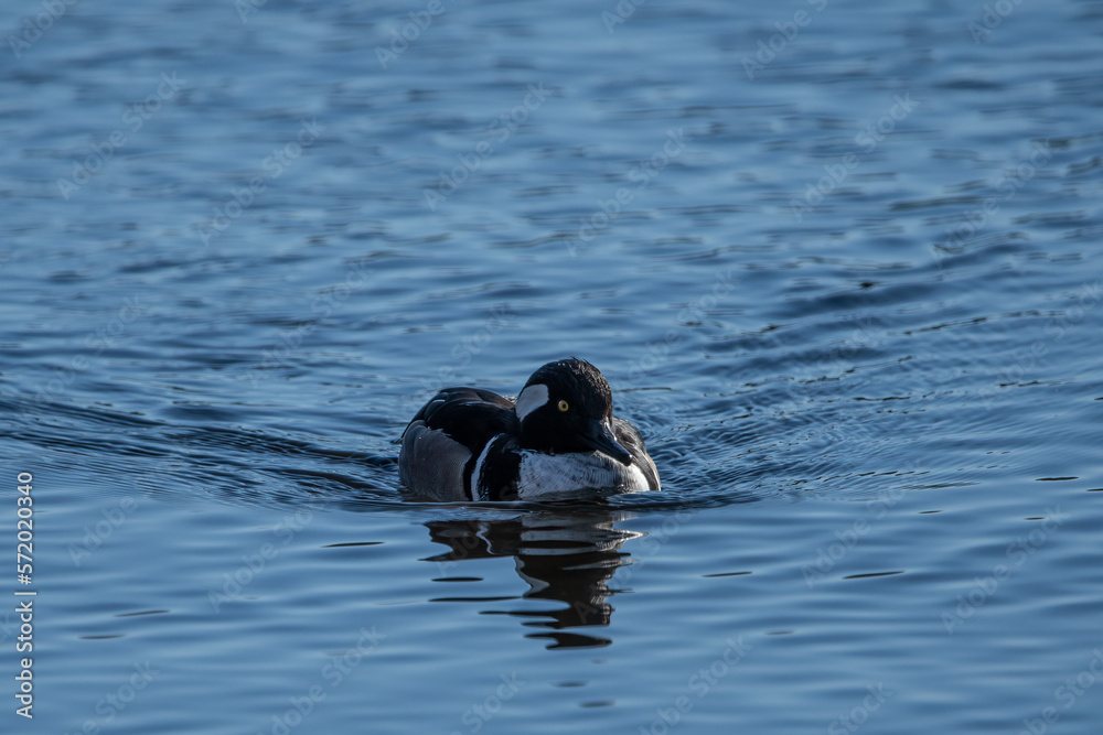 A male hooded merganser swimming toward camera. A male hooded merganser swimming toward camera.