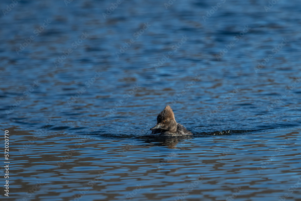 Fototapeta premium A female hooded merganser swimming toward camera.