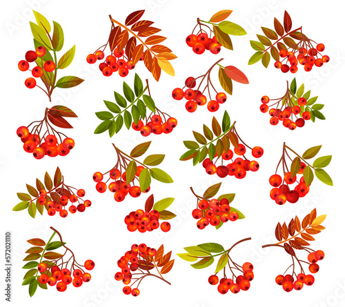 Autumn Rowan Berry Branch with Clusters and Leaves Big Vector Set