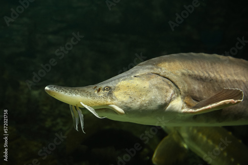  Sturgeon fish (kaluga, beluga) swim at the bottom of the aquarium. Fish underwater.
