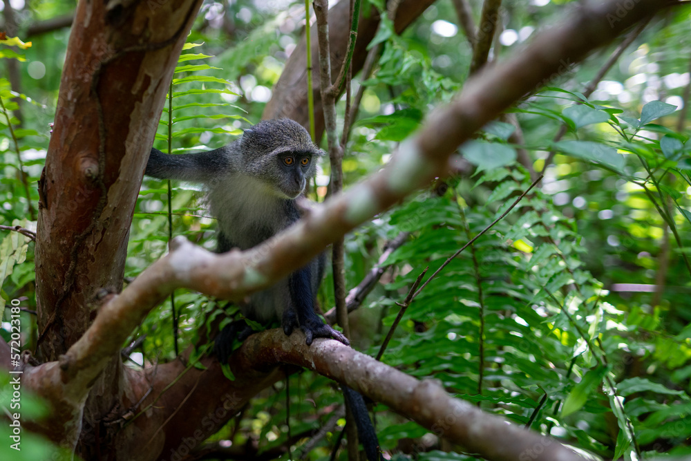 Jozani Forest is a nature reserve that houses endemic monkeys. It's a unique opportunity to observe these animals in their natural habitat. Jozani Forest is a nature reserve that houses endemic monkeys. It's a unique opportunity to observe these animals in their natural habitat.