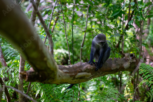 Jozani Forest is a nature reserve that houses endemic monkeys. It's a unique opportunity to observe these animals in their natural habitat.