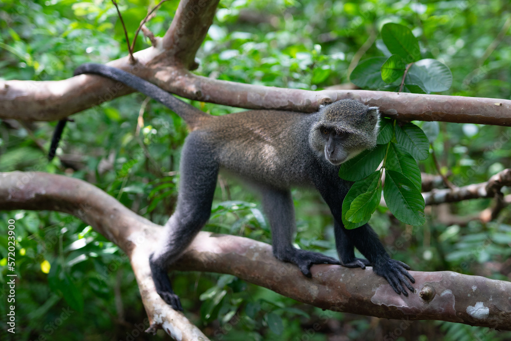 Jozani Forest is a nature reserve that houses endemic monkeys. It's a unique opportunity to observe these animals in their natural habitat.