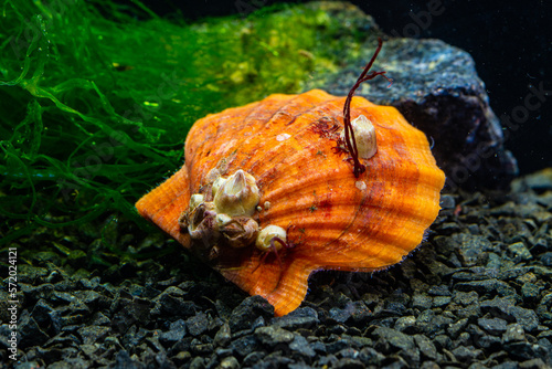 Bivalve mollusk with orange valves Smooth Scallop  Flexopecten glaber ponticus   Black Sea