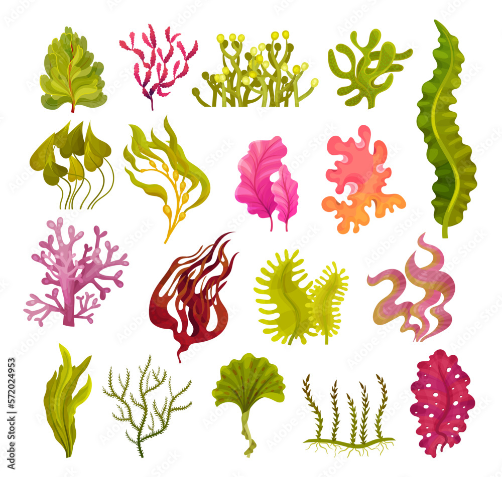 Different Algae and Seaweeds Growing on Ocean Bottom Big Vector Set - obrazy, fototapety, plakaty 