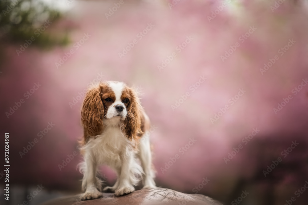 Cavalier King Charles Spaniel dog on spring with pink sakura