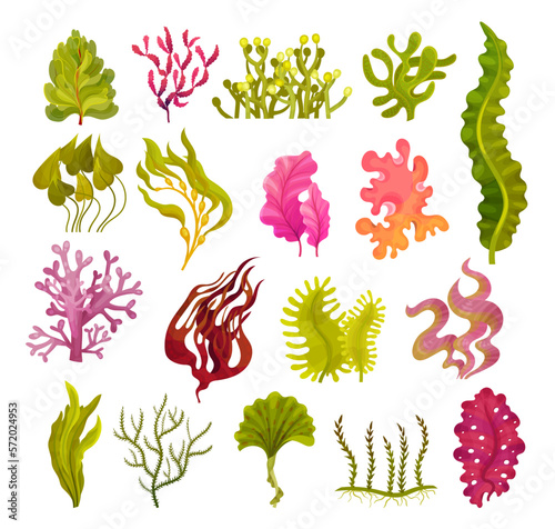 Fotografiet Different Algae and Seaweeds Growing on Ocean Bottom Big Vector Set