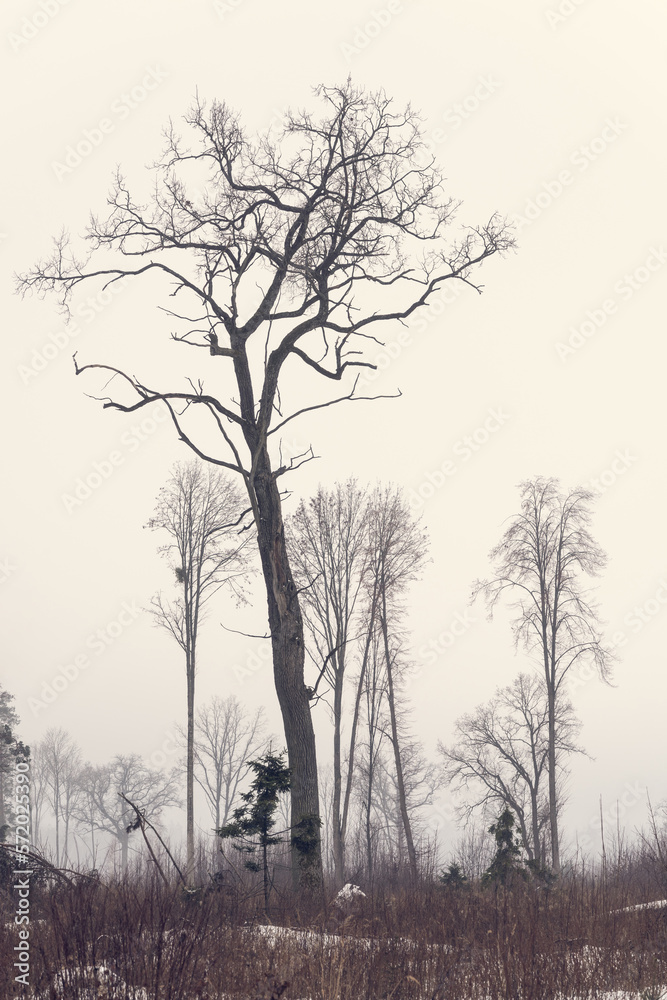 Beautiful silhouette of a tree in the forest in the early winter morning. Beautiful silhouette of a tree in the forest in the early winter morning.