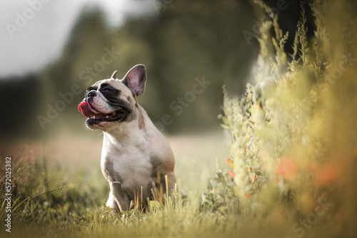 French bulldog puppy under the sun rays on summer 