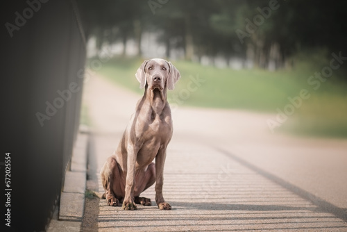 Portrait of a Weimaraner dog for advertising on the nature