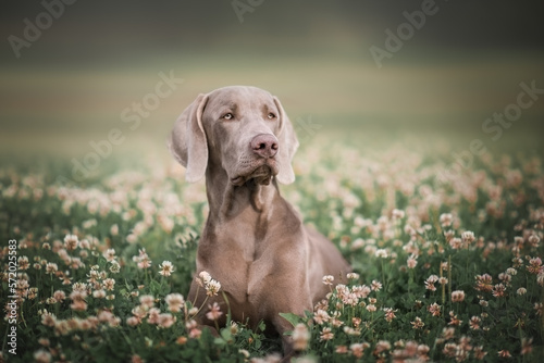 Portrait of a Weimaraner dog for advertising on the nature