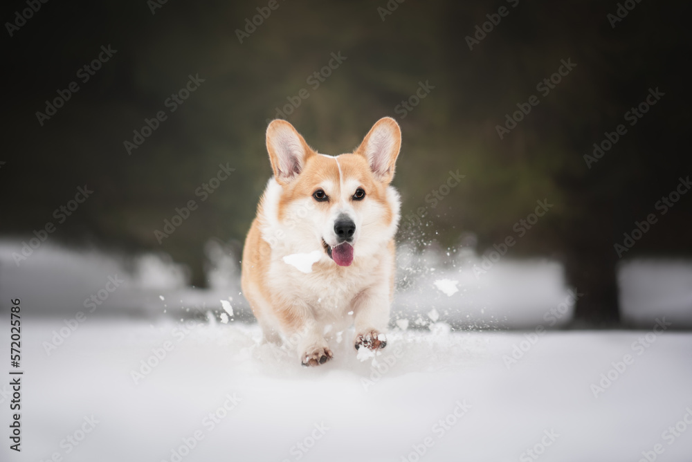 Portrait of a welsh corgi dog in the snowy winter 