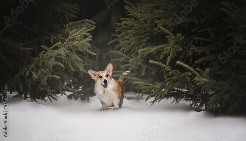 Portrait of a welsh corgi dog in the snowy winter 