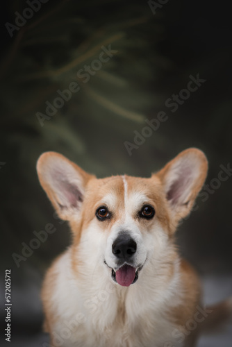 Portrait of a welsh corgi dog in the snowy winter 