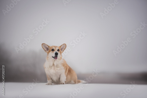 Portrait of a welsh corgi dog in the snowy winter 