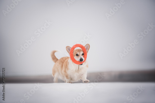 Portrait of a welsh corgi dog in the snowy winter 