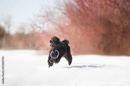 Black toy poodle playing with puller in the snow