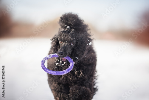 Black toy poodle playing with puller in the snow