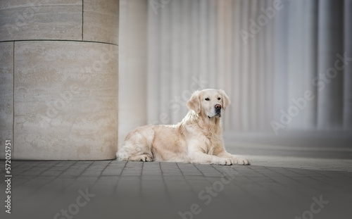 Golden retriever sitting on the floor at the business center 