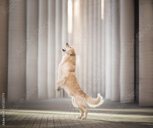 Golden retriever sitting on the floor at the business center 