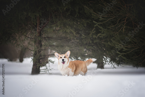 Portrait of a welsh corgi dog in the snowy winter 