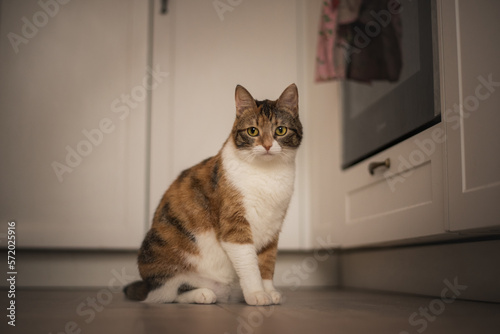 Portrait of a cat in pink aesthetic with sunset lamp