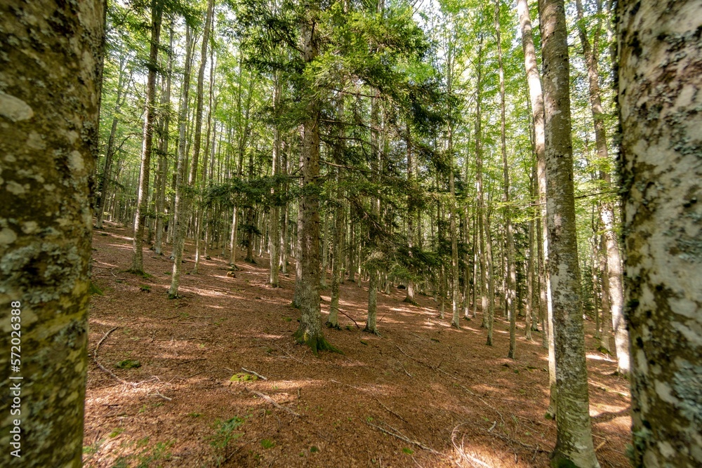 Natural landscape within the forest Natural landscape within the forest