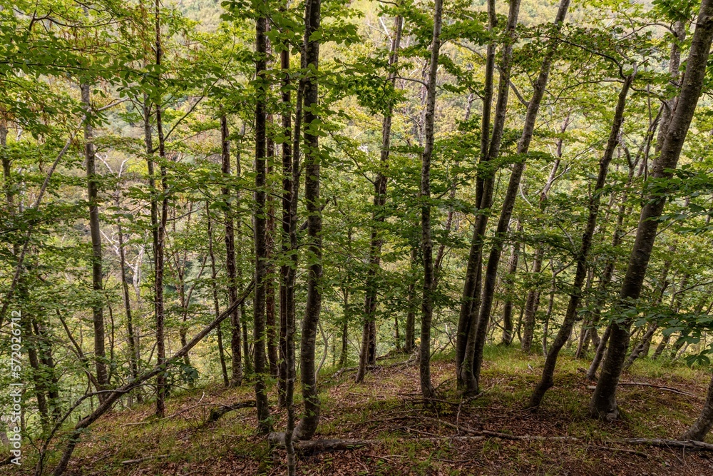Natural landscape within the forest Natural landscape within the forest