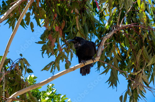 Australian Raven (Corvus coronoides) photo