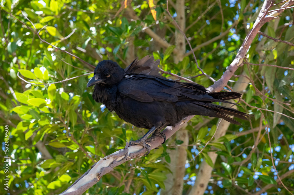 Australian Raven (Corvus coronoides) Australian Raven (Corvus coronoides)