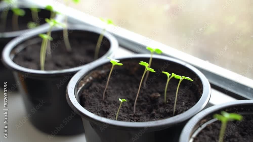 seedlings on the windowsill in the sunlight seedlings on the windowsill in the sunlight